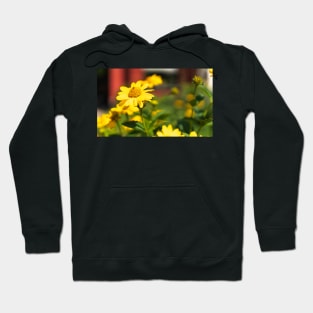 Beautiful yellow flowers in the day Hoodie